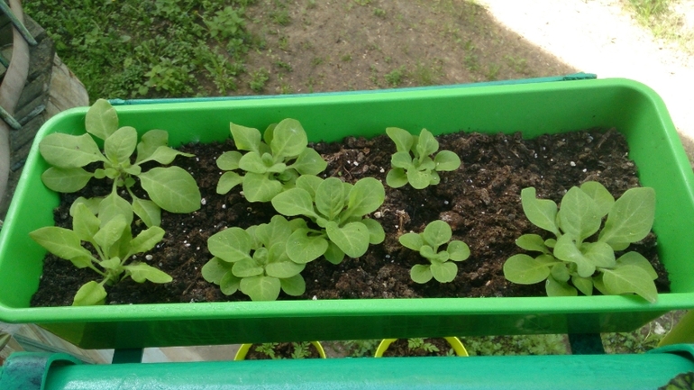 Мой ботанический сад.