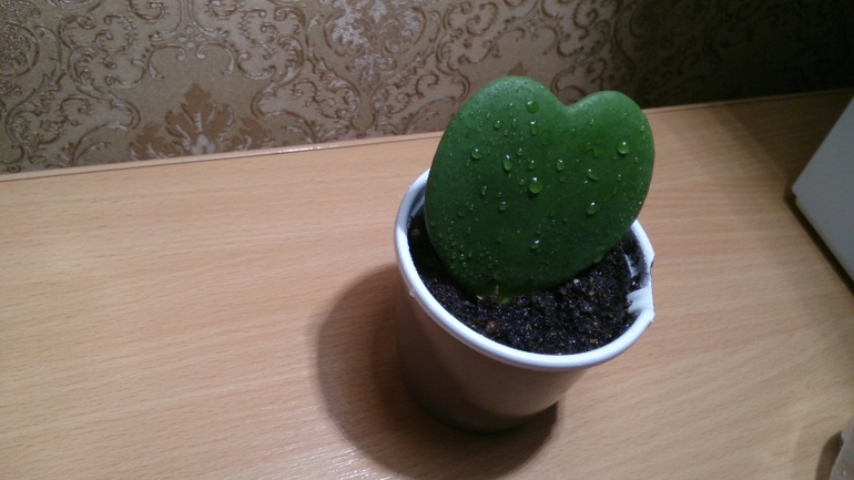 Мой ботанический сад.