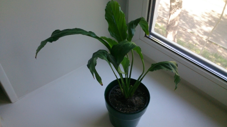 Мой ботанический сад.