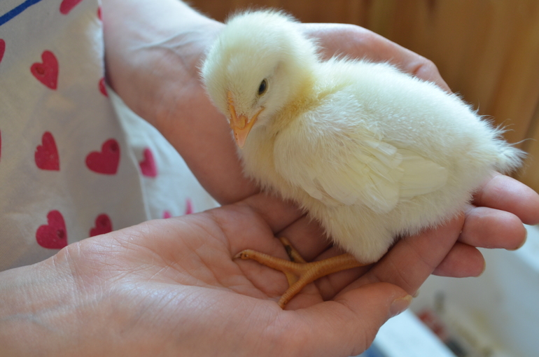 Просто цыплятки))