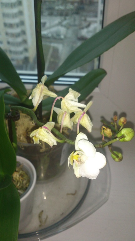 Обменяю фаленопсис!!!