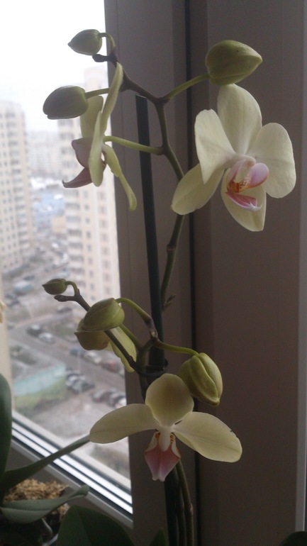 Обменяю фаленопсис!!!