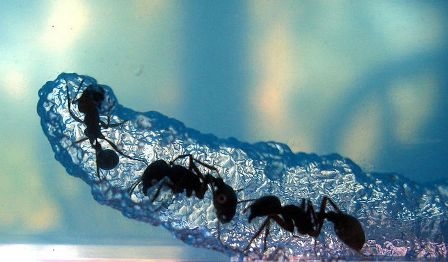 Тематическая неделька о насекомых и прочей мелюзге))