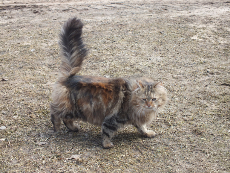 Прогулки с динозаврами) очень много фото