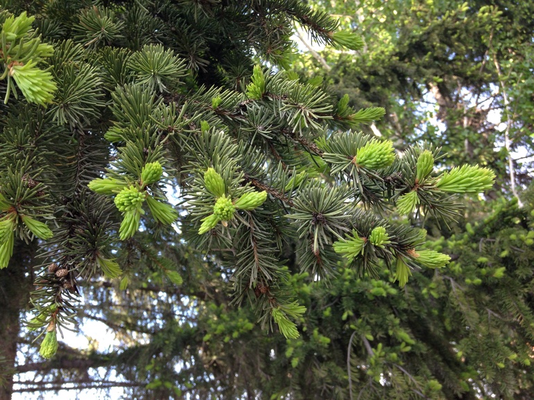 Мой мужичек