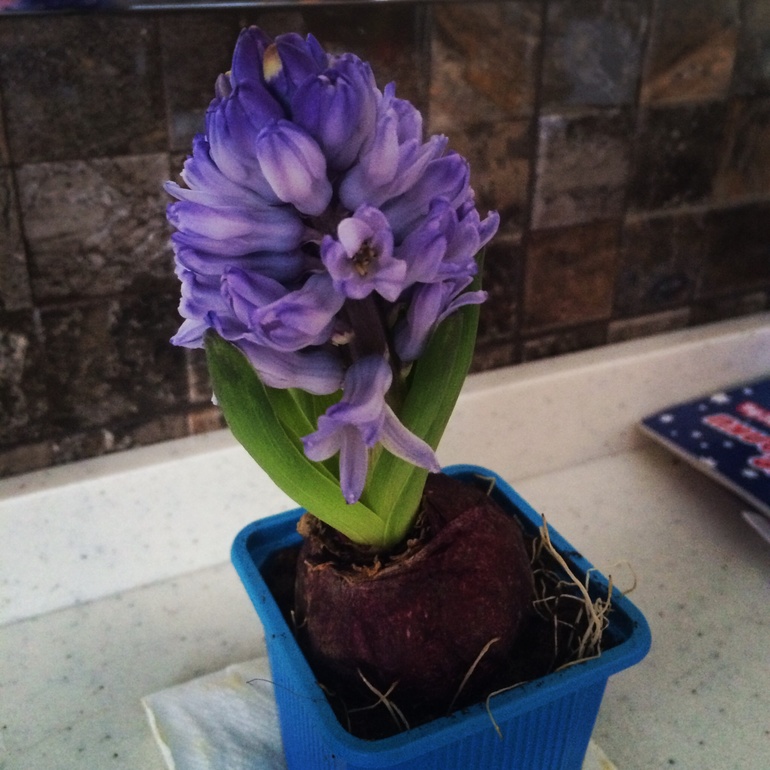 Знакомство с вопросом;)