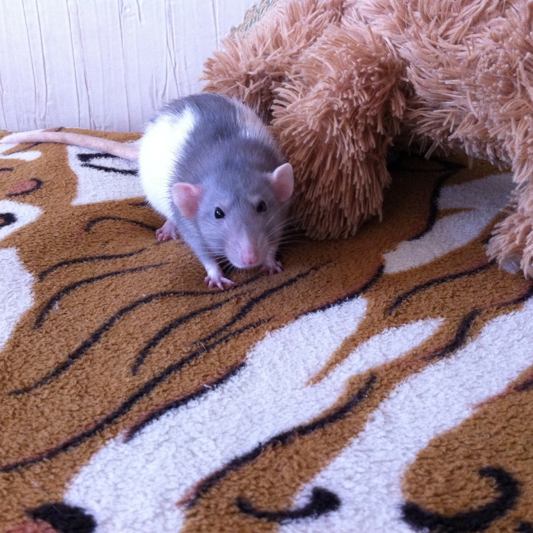 8c61ce26a6933089fe526f81be8ee93e.jpg