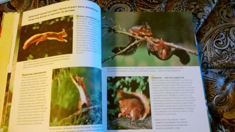 Белки..... белки.....