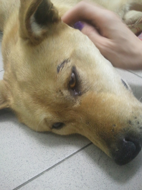 Собаку сбила машина!!! Срочно нужна помощь.