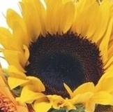 Встречи, почта, курьер, самовывоз