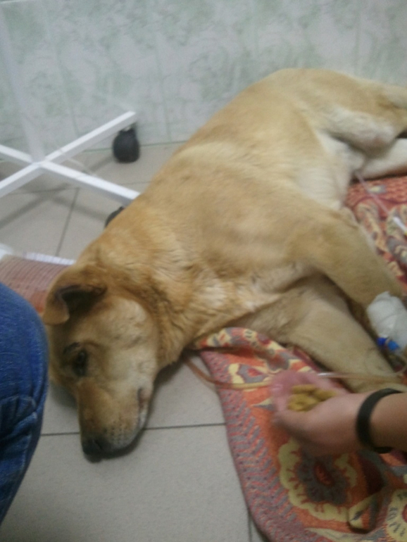 Собаку сбила машина!!! Срочно нужна помощь.