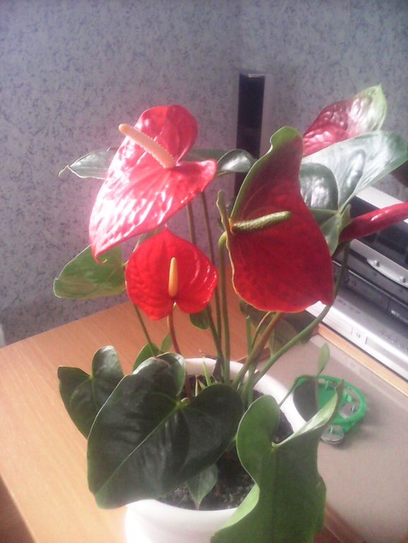 моя маленькая радость