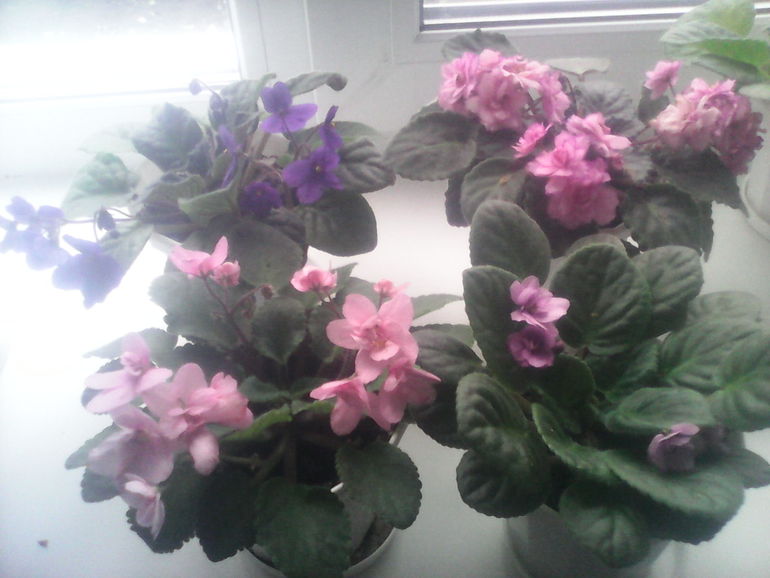 моя маленькая радость