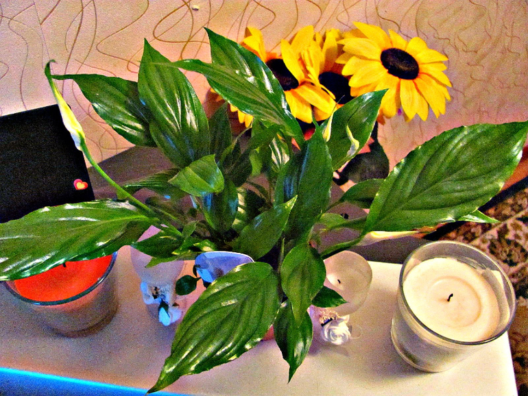 Мой Маленький Уголочек Лета!!!