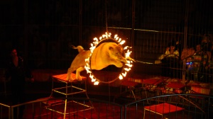 Ростовский цирк: афиша на март- апрель 2014