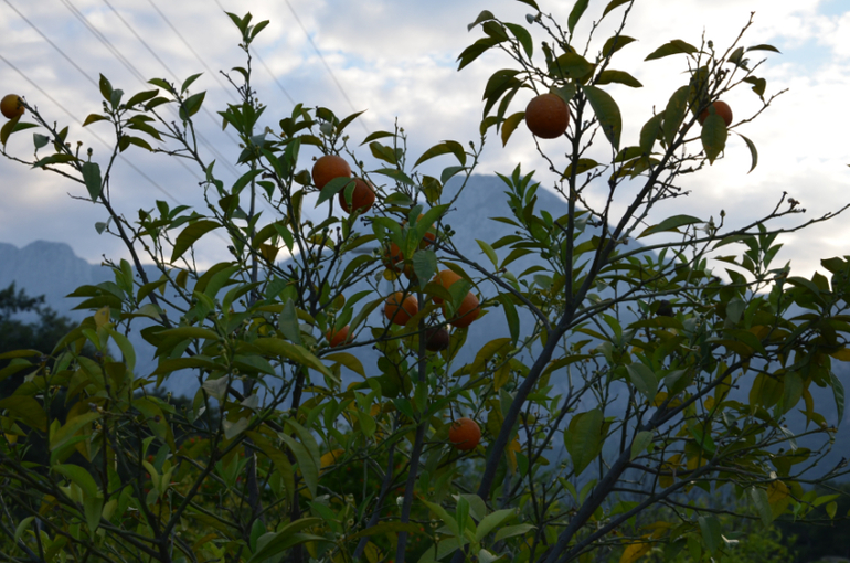 Экскурсии Турция в Кемер, Анталию, Динопарк, и Тахталы