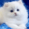 43e2cc3e9c94bdd1f1d39d4ba6237d3e.gif