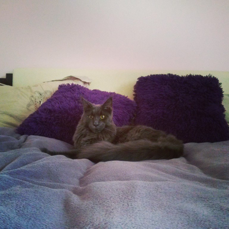 освоился наш котяра)