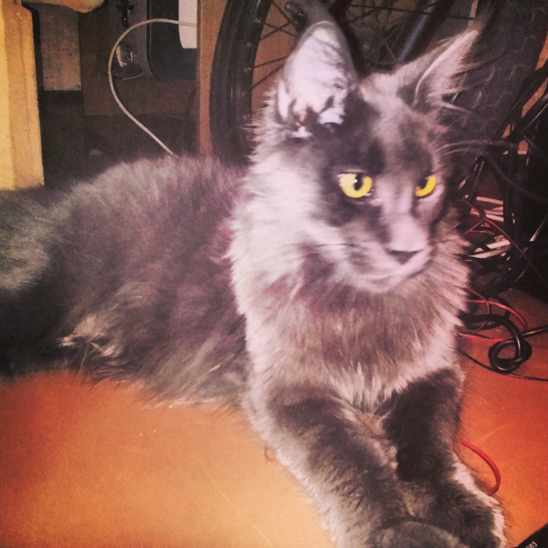 освоился наш котяра)