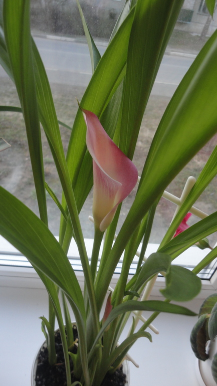 Вот что стало! Сюрприз от каллы)