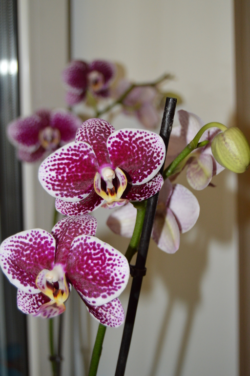 Мои орхочки :)