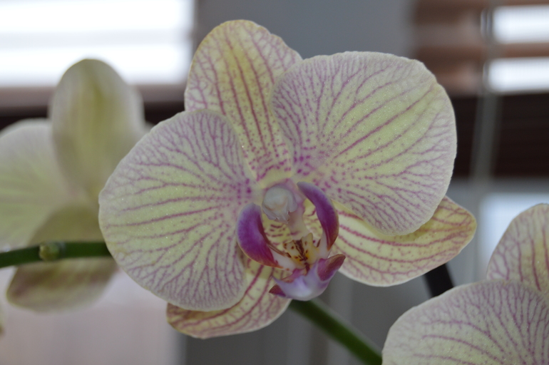 Мои орхочки :)