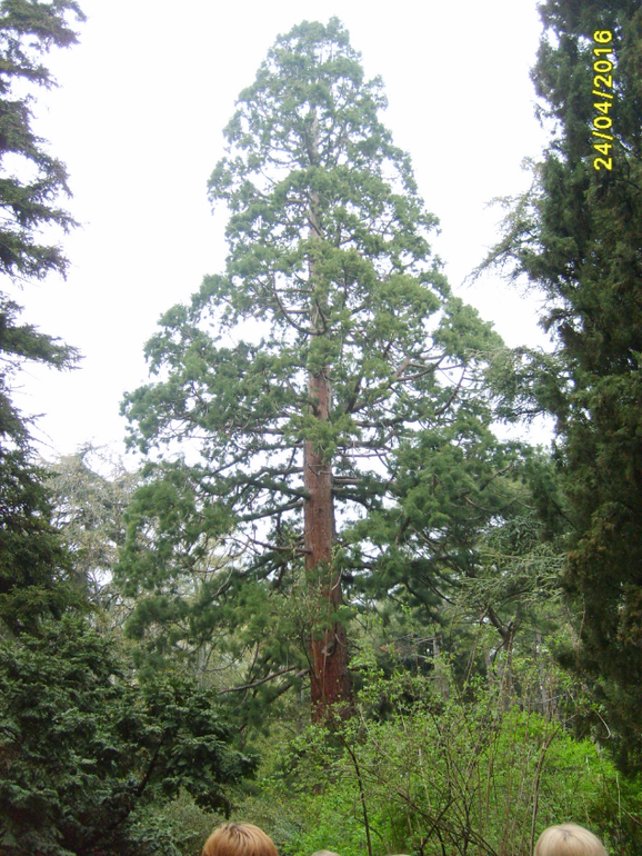 Никитинский ботанический сад.