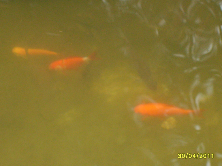 Никитинский ботанический сад.