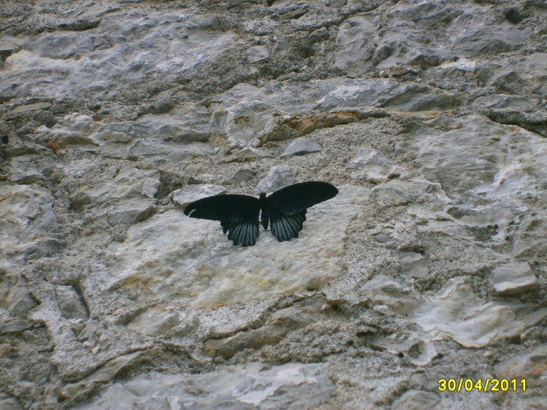 Никитинский ботанический сад.