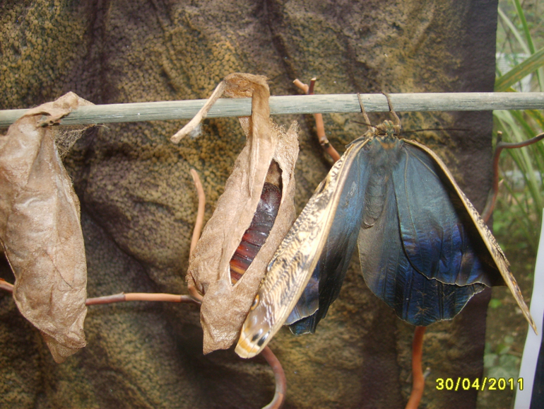 Никитинский ботанический сад.