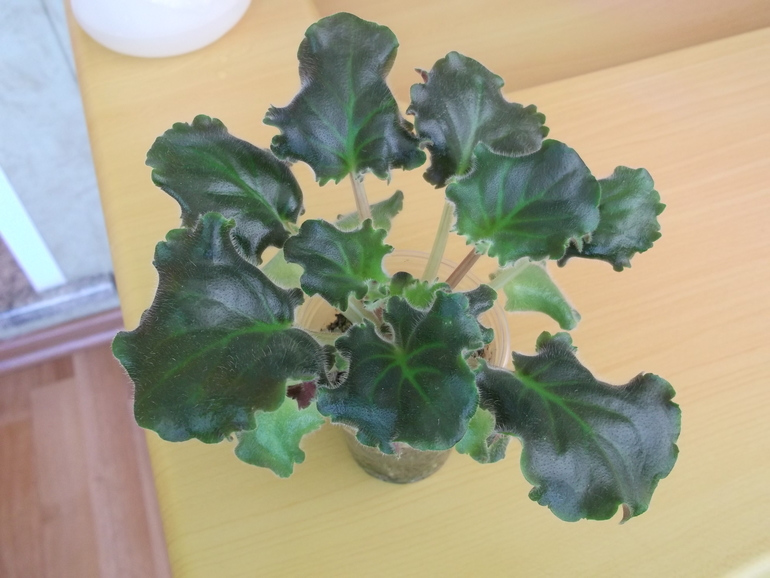 Продам деток , сортовые фиалки.