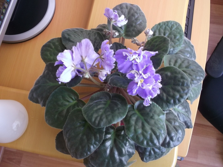 Продам деток , сортовые фиалки.