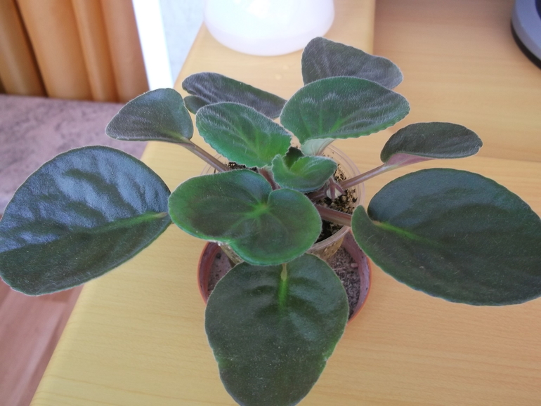 Продам деток , сортовые фиалки.