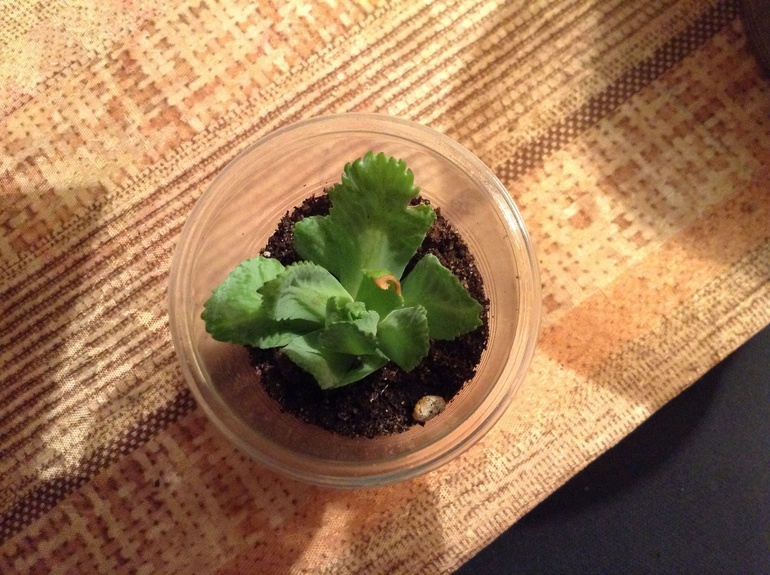 Капуста в горшке?!