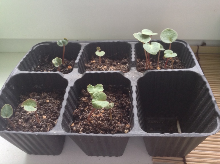 Мои друзяшки))