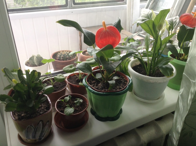 Мои друзяшки))