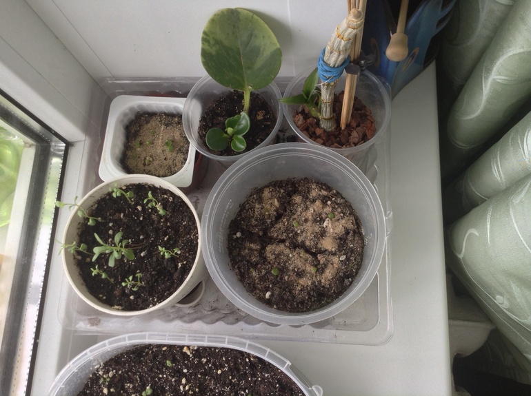 Мои друзяшки))