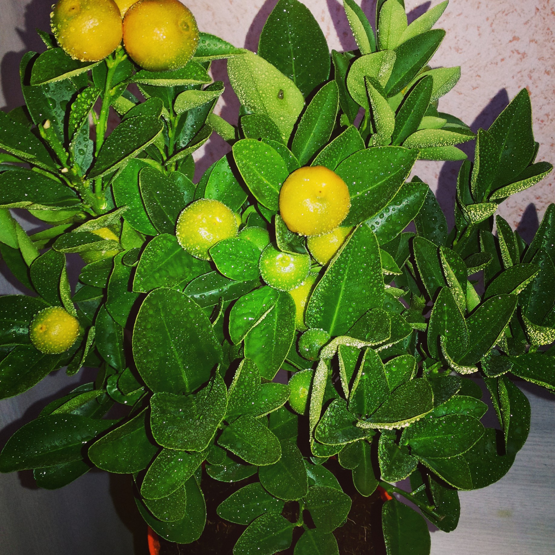 Мандариновое деревце из ИКЕЯ