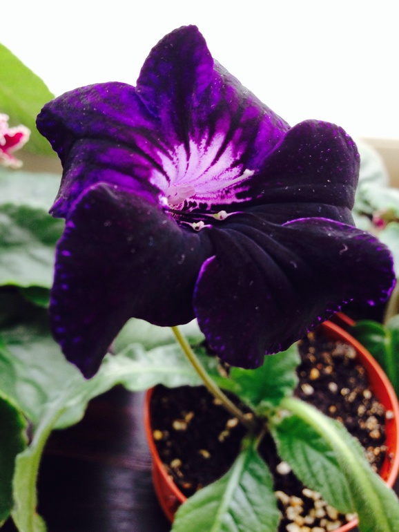 Мои красавицы и красавцы!