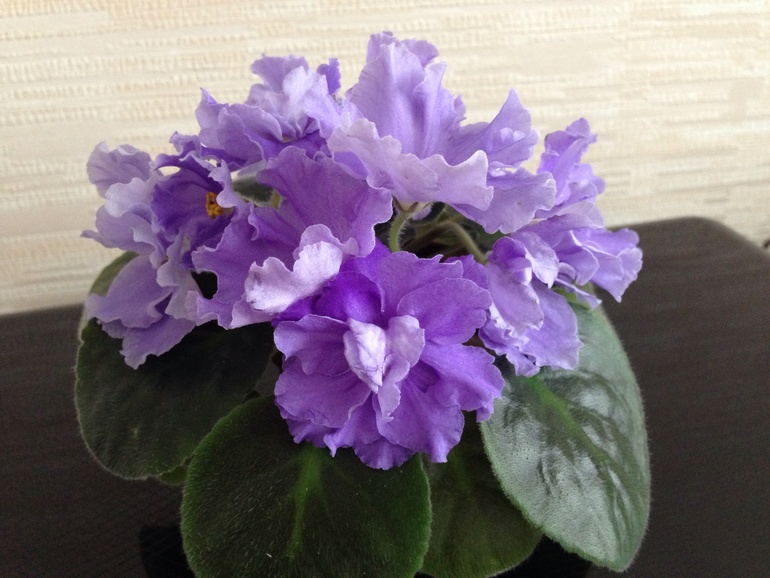 Мои красавицы и красавцы!