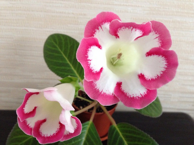 Еще немного красоты!))