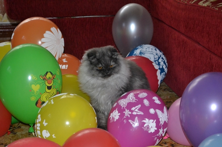 Наши любимые кошки