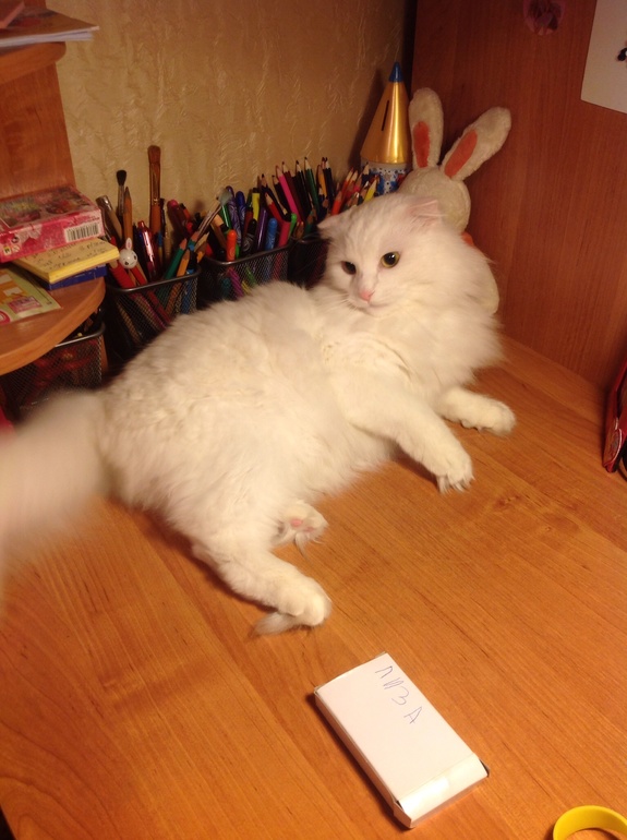 Пушистое чудо ищет добрые руки