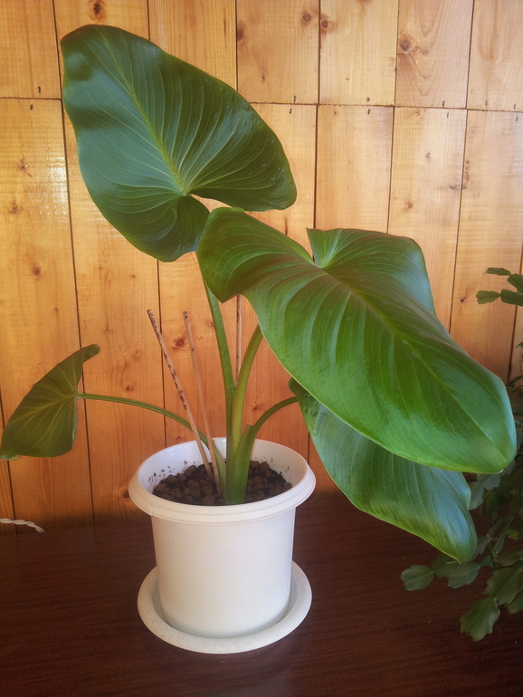 Что за цветок?