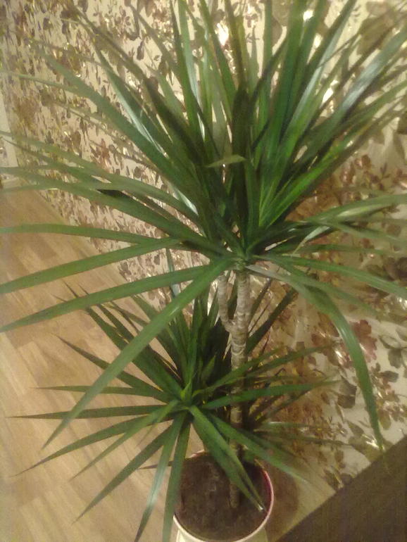 Знакомтесь, мое дерево любви!