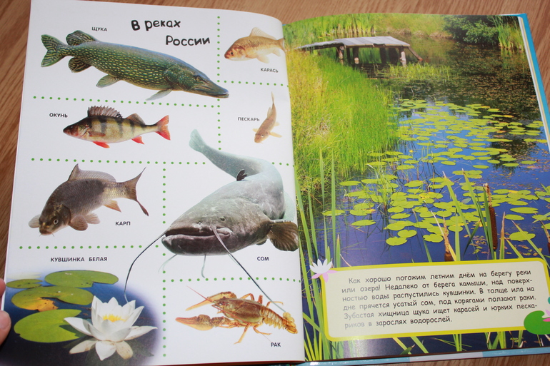 Мир в картинках