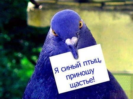 Весенний щебет птиц...