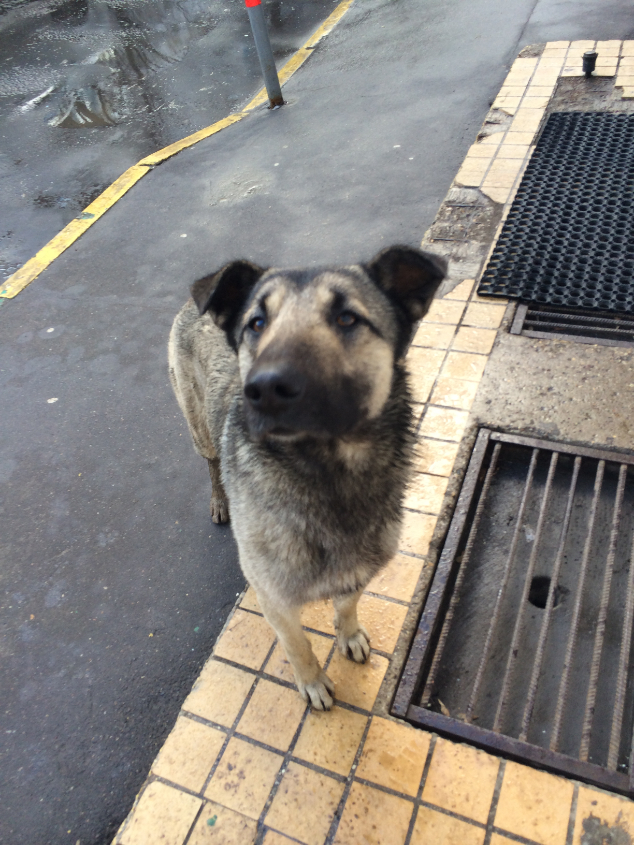 СОС! ИСТОЩЕННЫЙ КОБЕЛЕК ПОГИБАЕТ НА УЛИЦЕ, ПОМОЧЬ ЕМУ НЕКОМУ. НОВОСТИ!!!ОТОЗВАЛСЯ КУРАТОР ВРОДЕ!