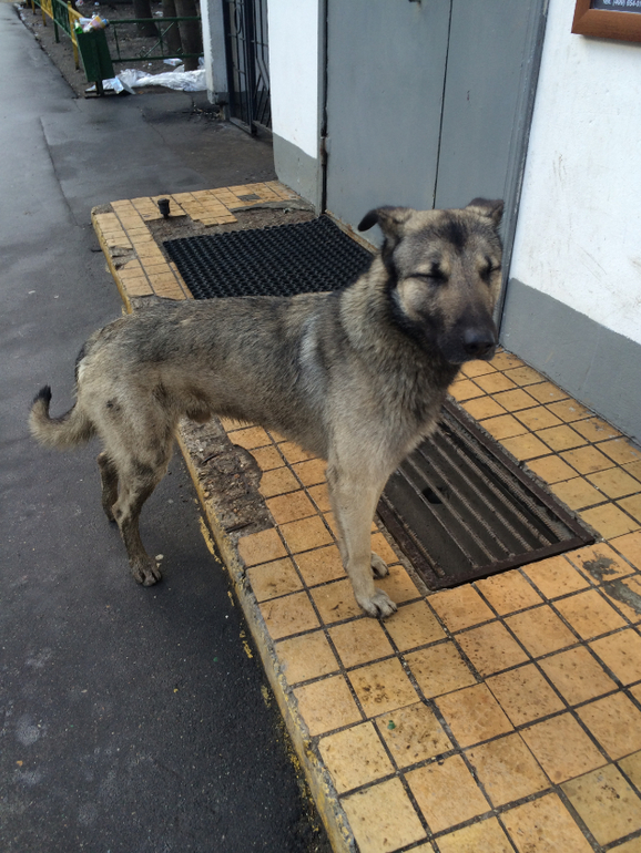 Хатико!! Помогите собаке выжить!!!!!!Умоляю, помогите!!!!