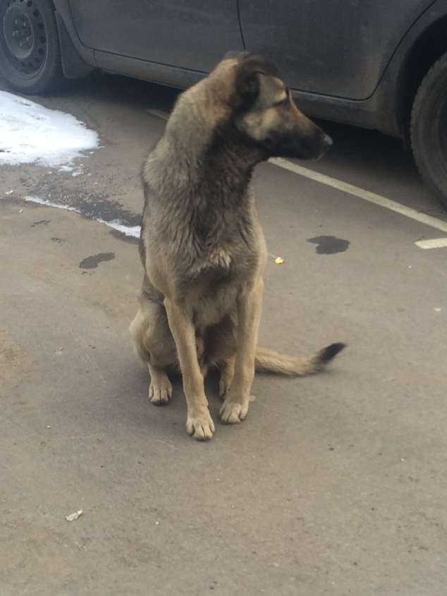 СОС! ИСТОЩЕННЫЙ КОБЕЛЕК ПОГИБАЕТ НА УЛИЦЕ, ПОМОЧЬ ЕМУ НЕКОМУ. НОВОСТИ!!!ОТОЗВАЛСЯ КУРАТОР ВРОДЕ!